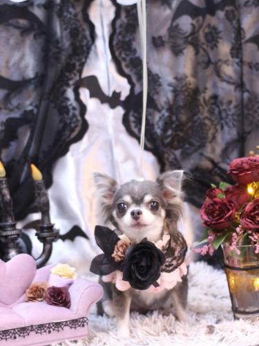 20231011ブルーちゃん